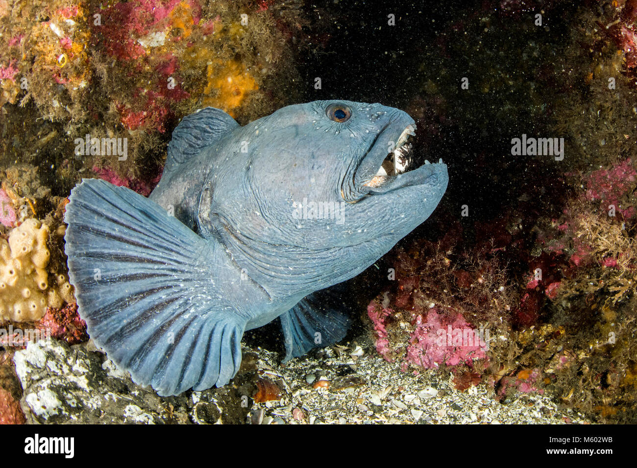Atlántico, Wolffish Anarhichas lupus, Océano Atlántico Norte, Islandia Foto de stock