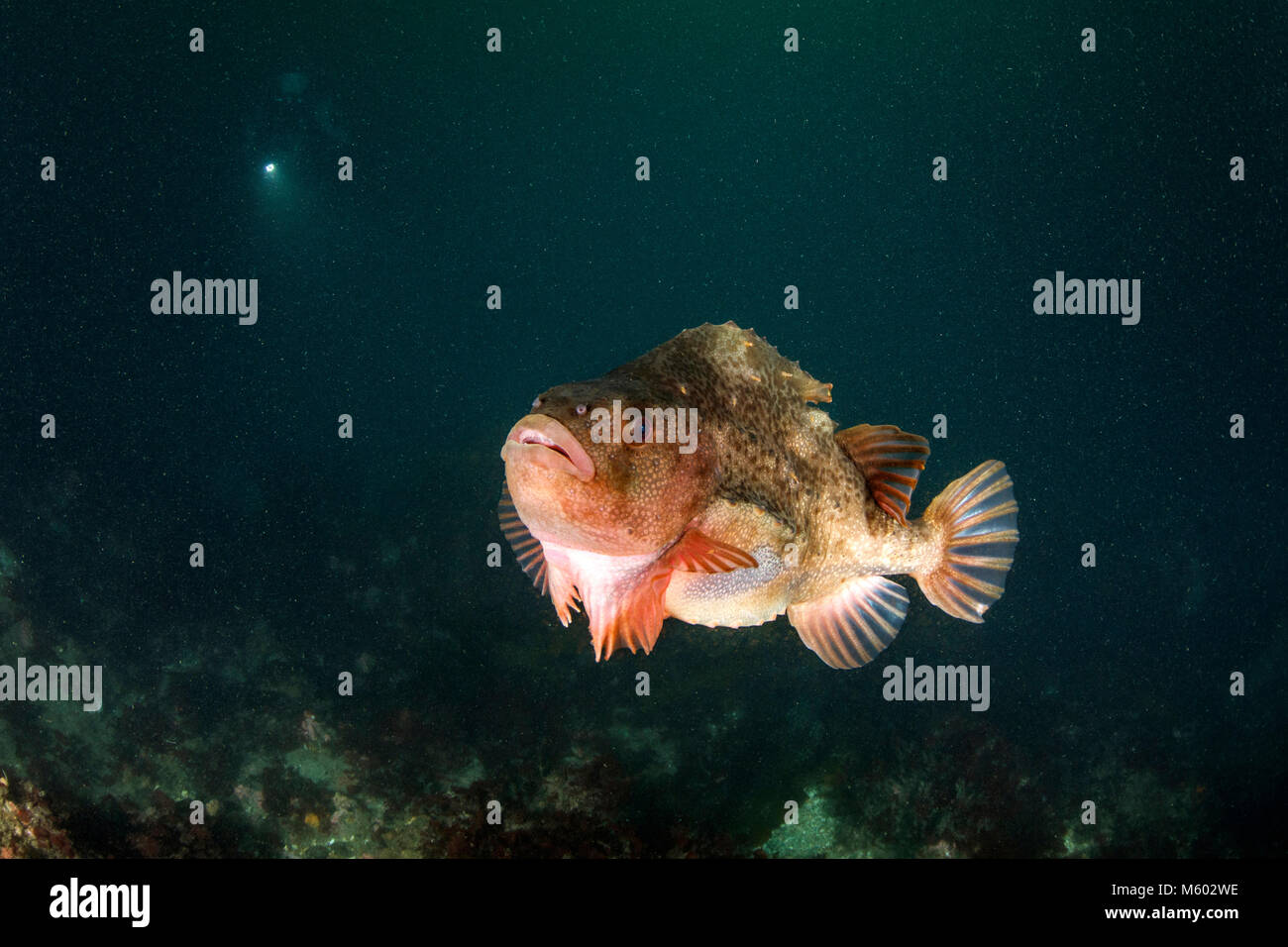 Lumpsucker, Cyclopterus lumpus, Océano Atlántico Norte, Islandia Foto de stock