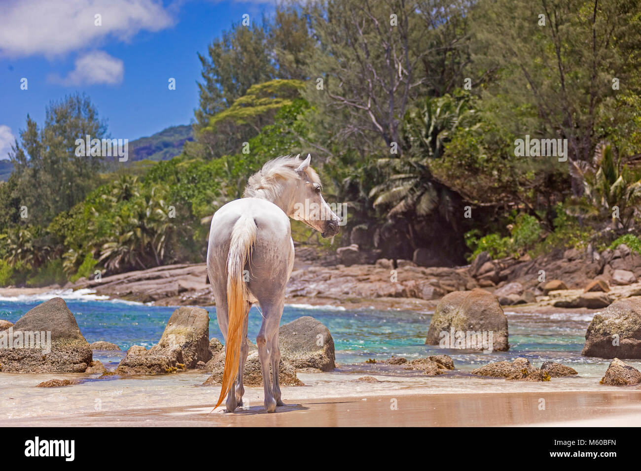 Seychelles Pony. Adulto gris de pie en una playa tropical. Seychelles Foto de stock