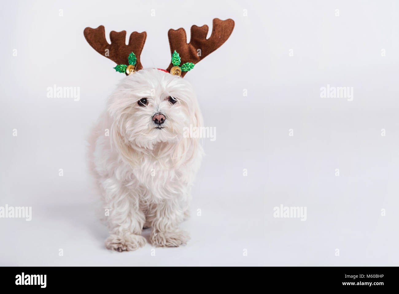 Incesante retirada Activamente Perro con cuernos Navidad sobre fondo blanco perro con cuernos Navidad  sobre fondo blanco Fotografía de stock - Alamy