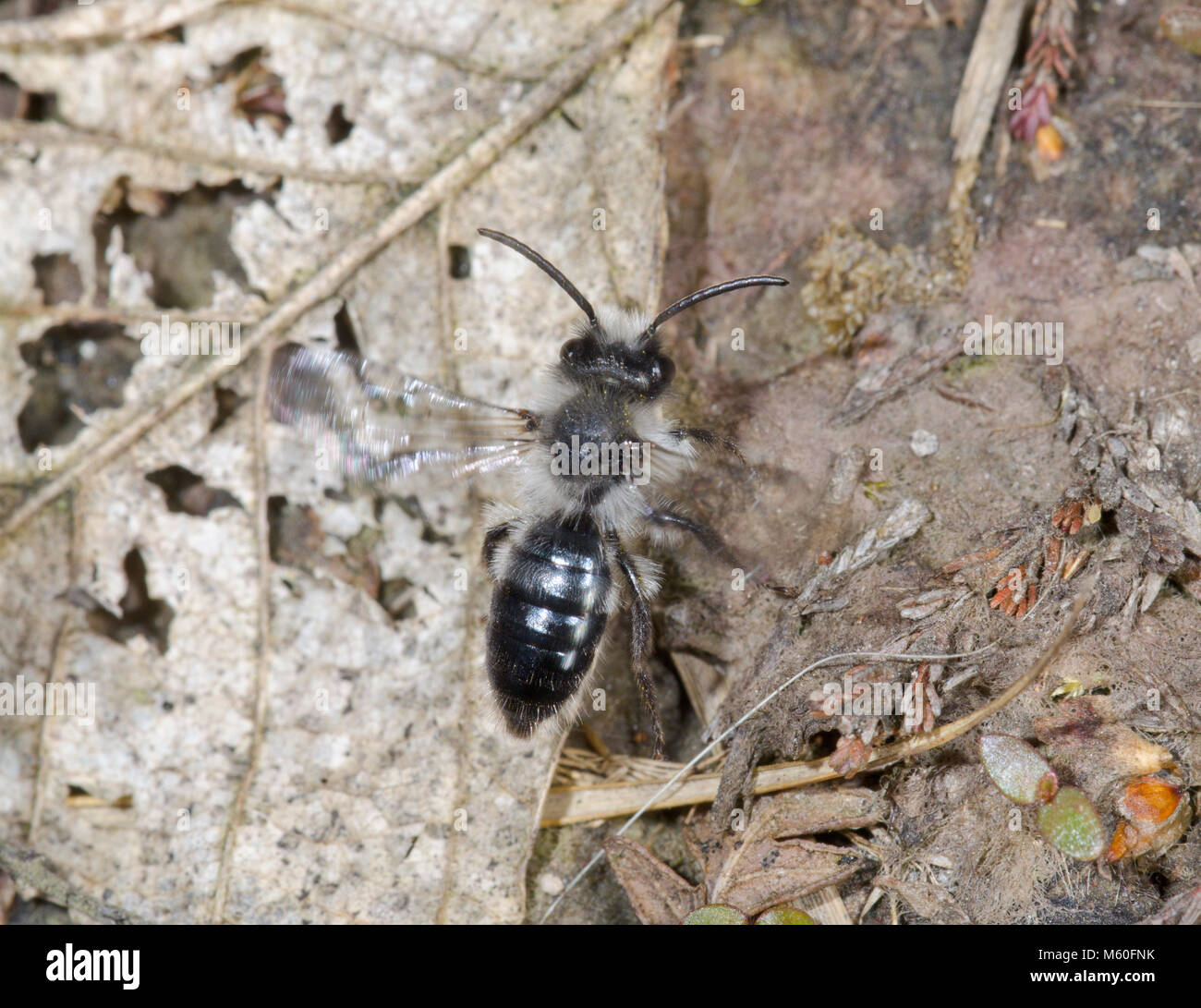 Minería ceniciento (abeja Andrena cineraria) en vuelo, Andrenidae. Sussex, UK Foto de stock