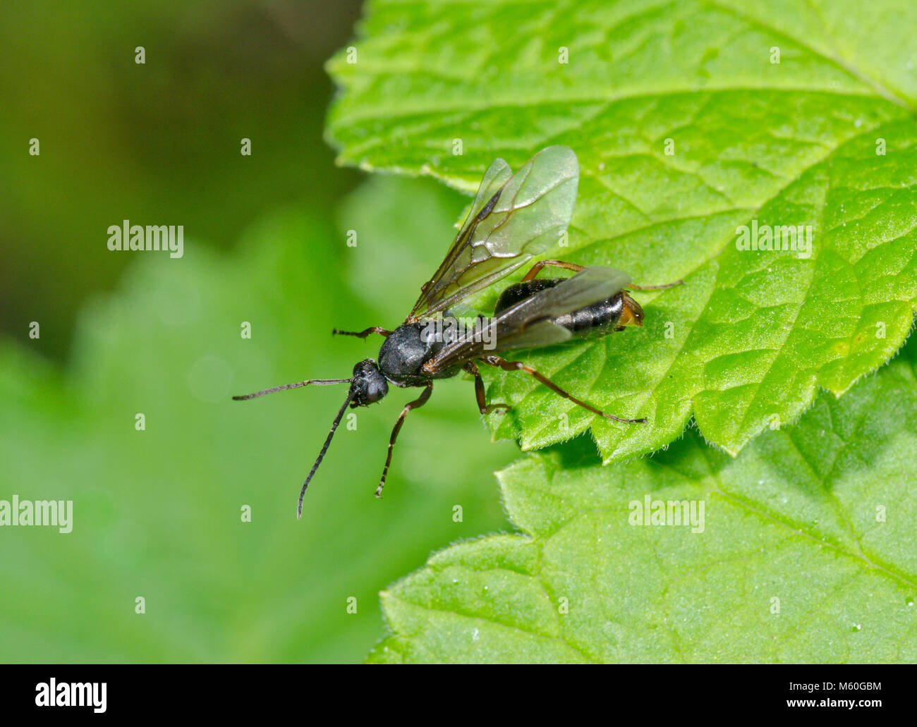 Machos alados Alate Sur de hormiga de madera (Formica rufa) va a volar. Sussex, UK Foto de stock