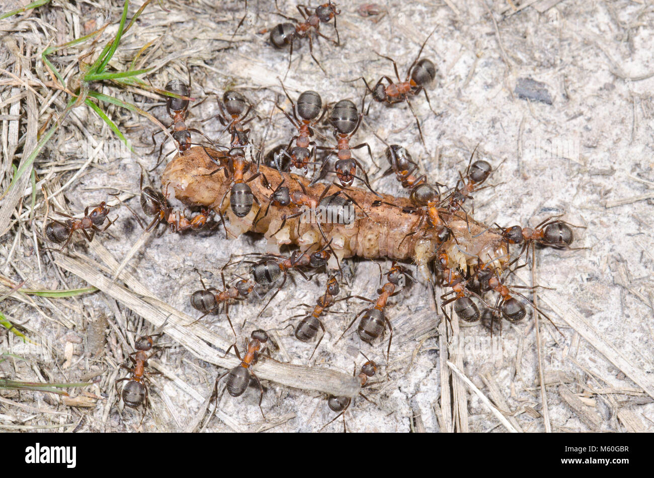 Las hormigas de madera meridional (Formica rufa). Los trabajadores con presa de Caterpillar. Sussex, UK Foto de stock