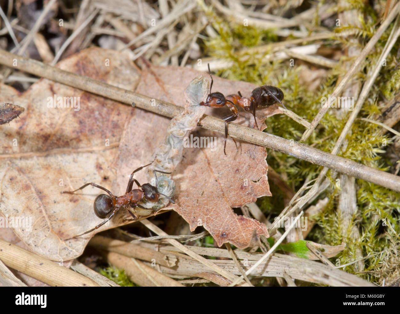 Las hormigas de madera meridional (Formica rufa). Los trabajadores transporte presa de Caterpillar volver al nido. Sussex, UK Foto de stock