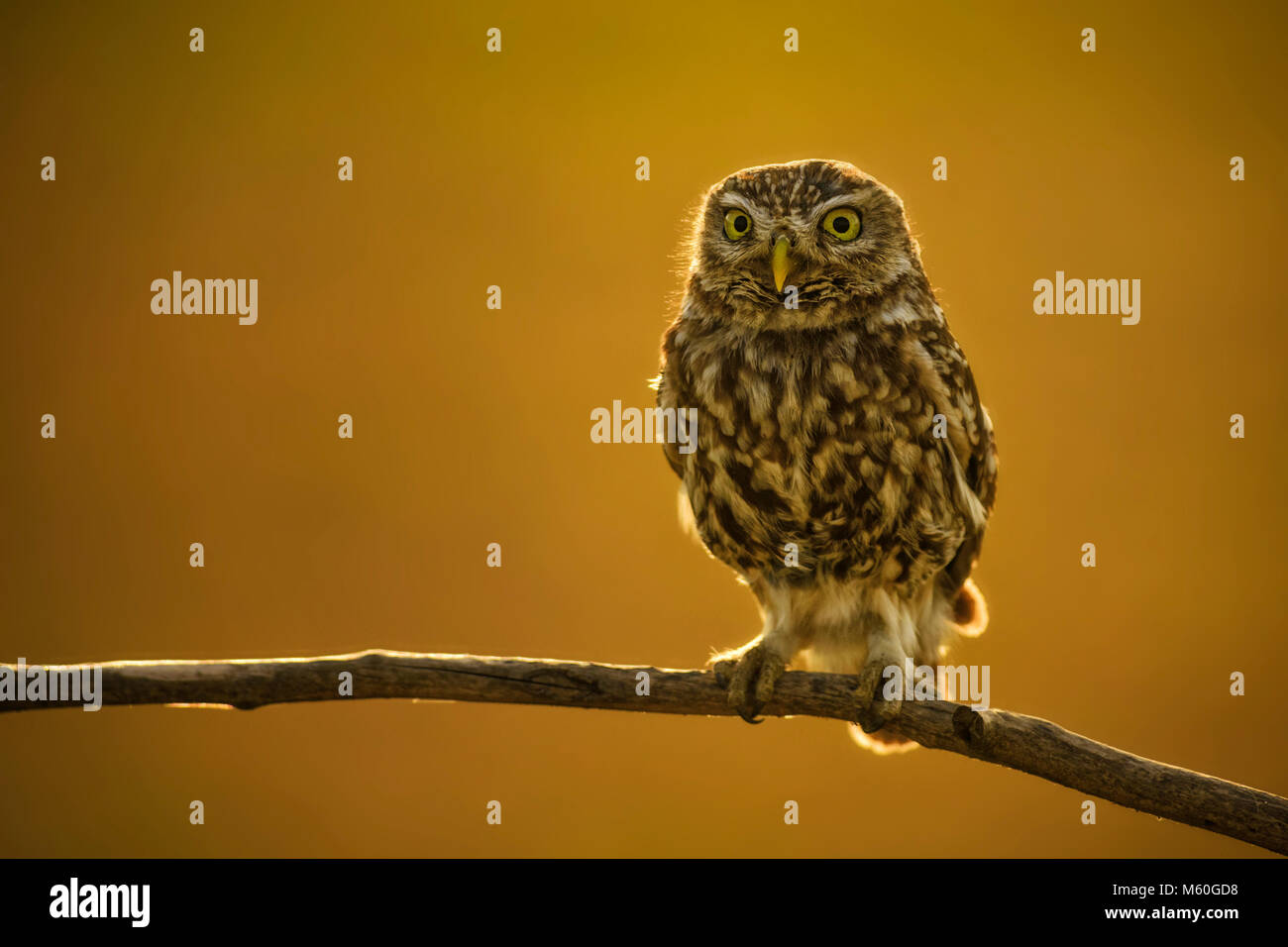 Pequeña Lechuza - Athene noctua, pequeña hermosa lechuza del bosque europeo sentado en la rama en la velada agradable luz dorada con fondo claro. Foto de stock