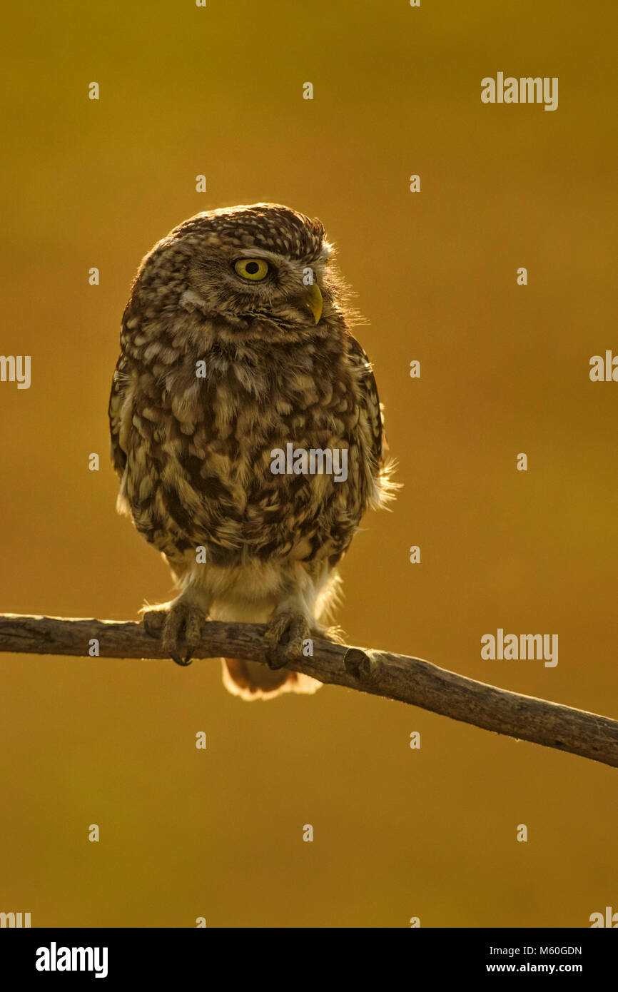 Pequeña Lechuza - Athene noctua, pequeña hermosa lechuza del bosque europeo sentado en la rama en la velada agradable luz dorada con fondo claro. Foto de stock