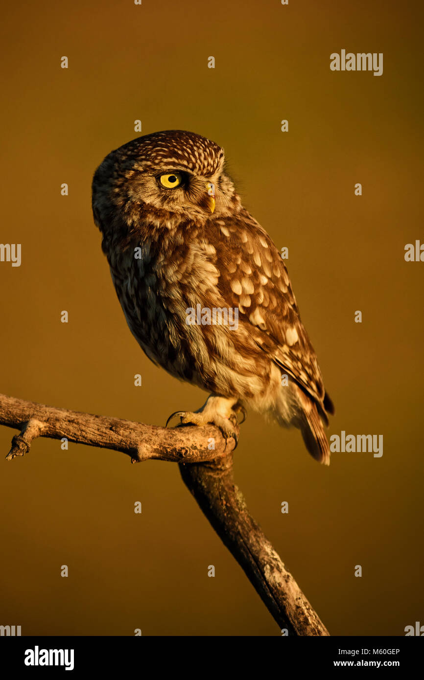 Pequeña Lechuza - Athene noctua, pequeña hermosa lechuza del bosque europeo sentado en la rama en la velada agradable luz dorada con fondo claro. Foto de stock