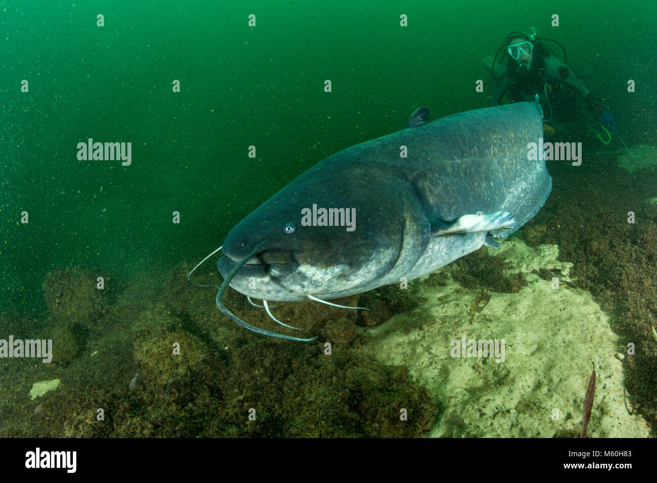 Wels catfish y Scuba Diver, silurus glanis, río Aar, Suiza Foto de stock