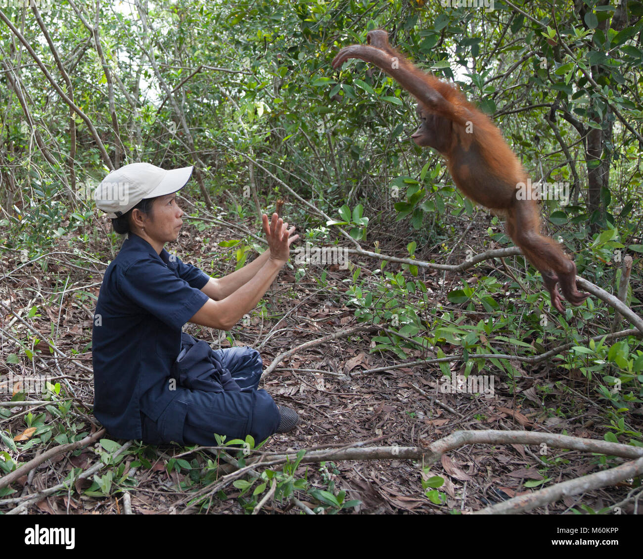 Orangután huérfano de dos años saltando de la rama del árbol a los brazos del cuidador en la sesión de juego de la selva tropical para prepararse para la liberación eventual en el salvaje Foto de stock