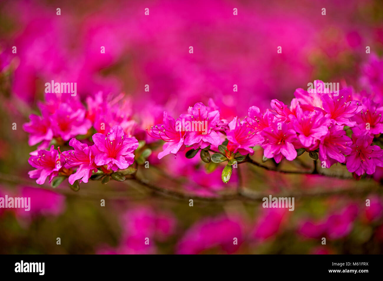 Imagen cercana de un vibrante color rosa Azalea planta en flor llena  Fotografía de stock - Alamy