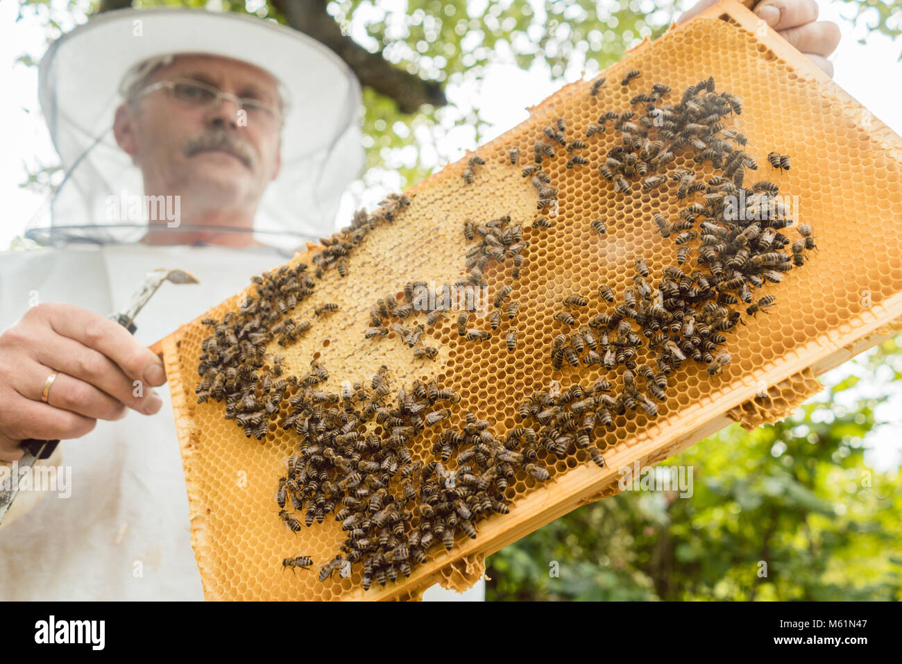 Celebración apicultor panal con abejas en sus manos Foto de stock
