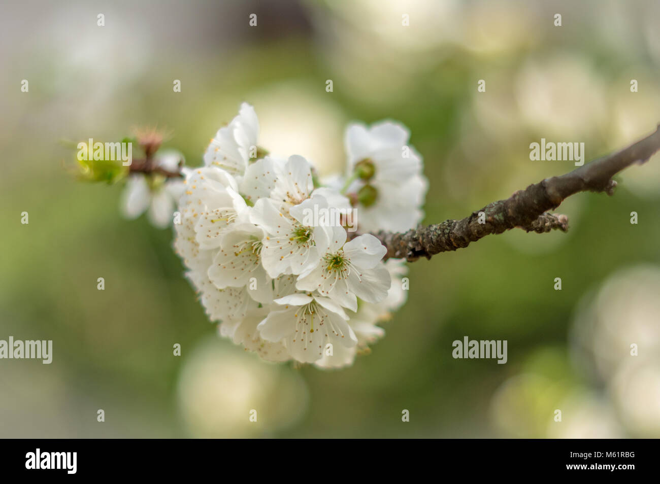 Los cerezos en flor, blanco, árbol de cerezo, flor, fruto, la primavera,  las flores, la flor blanca, pistilos, naturaleza, cereza Fotografía de  stock - Alamy