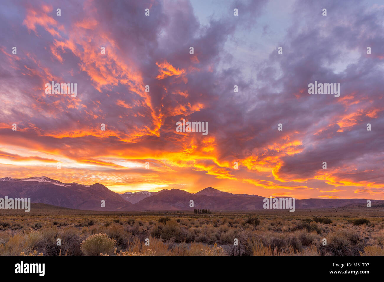 Puesta de sol, el Bosque Nacional de la cuenca Mono espacio escénico, el Bosque Nacional Inyo, Sierra Oriental, California Foto de stock