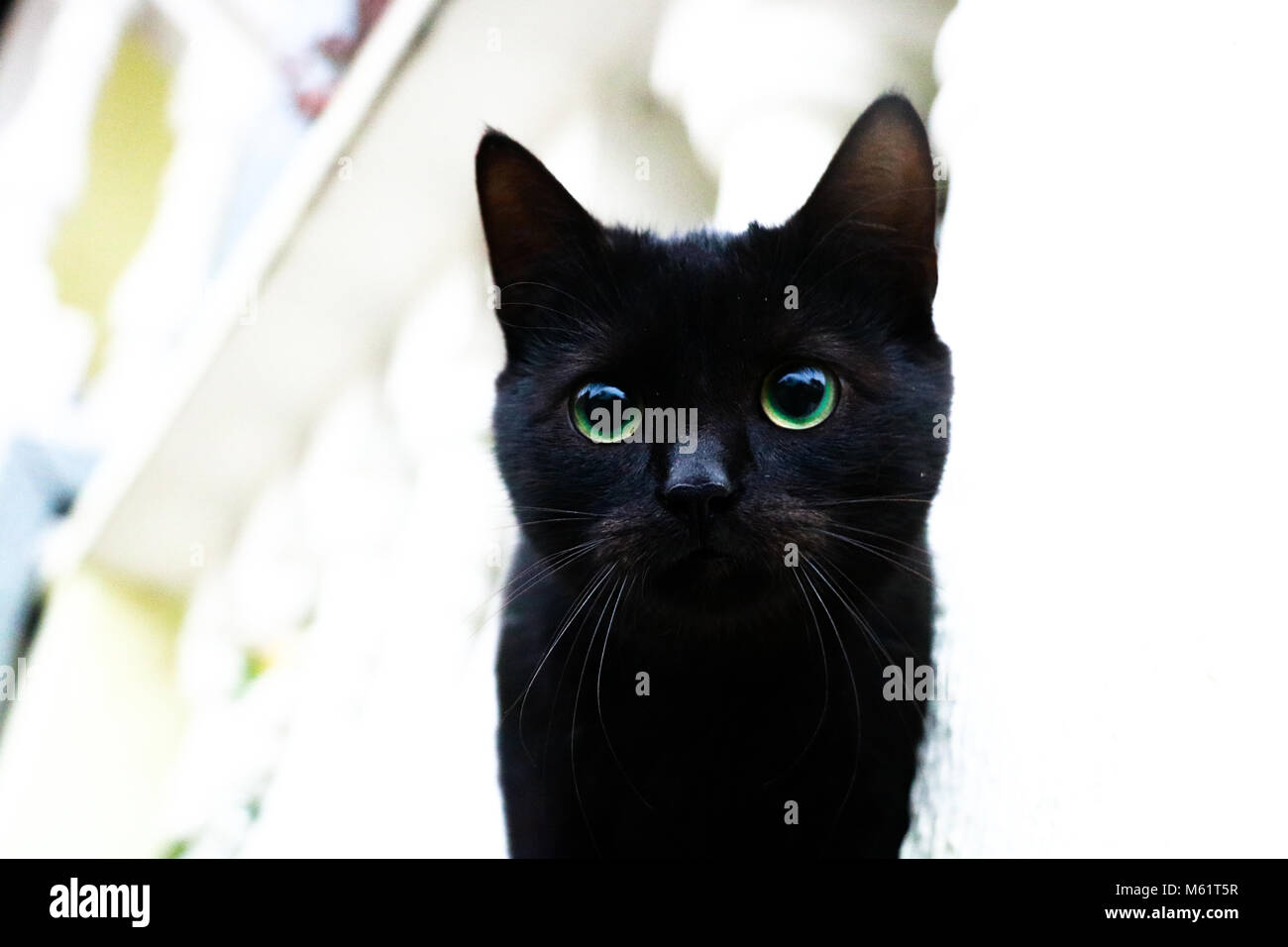 Gato negro Foto de stock