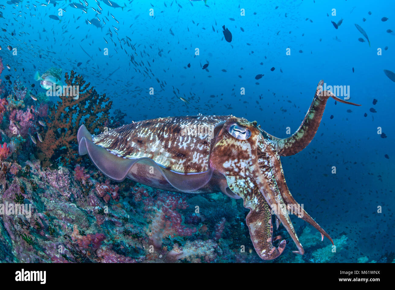 La sepia común sobre un arrecife de coral plantea tentáculos en una postura  defensiva. Richelieu Rock, del Mar de Andaman. Tailandia. Diciembre, 2017  Fotografía de stock - Alamy