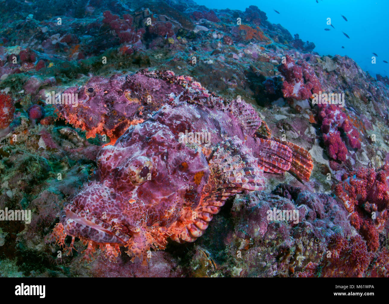 Par de scorpionfish barbudo no tienen donde esconderse en un arrecife de coral de morir. Richelieu Rock, Mar de Andaman, Tailandia. Foto de stock