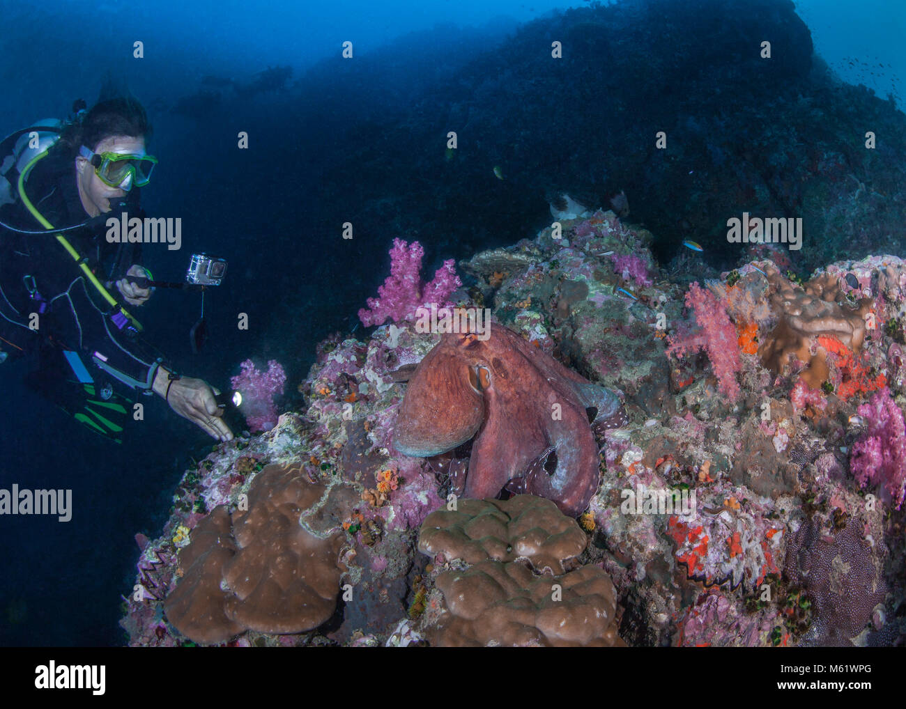 Hembra Scuba Diver videocintas pulpo grande expuesta en un deterioro de los arrecifes de coral. Richelieu Rock, Mar de Andaman, Tailandia. Diciembre, 2017. Foto de stock