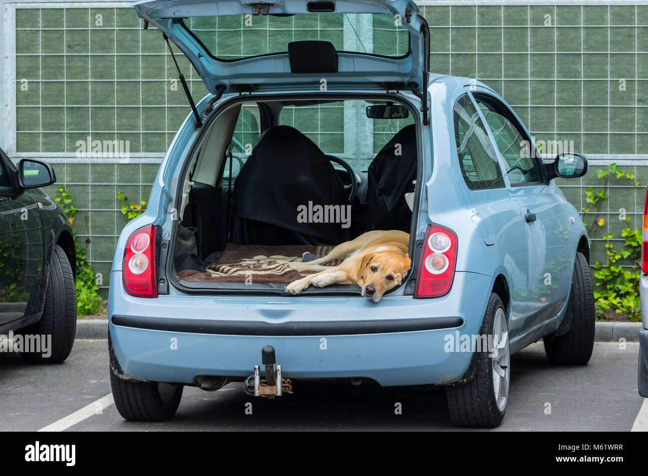 Perro Caliente espera en un automóvil estacionado por su propietario, el propietario ha dejado el coche con apertura de puerta trasera en el estacionamiento mientras está de compras. Foto de stock