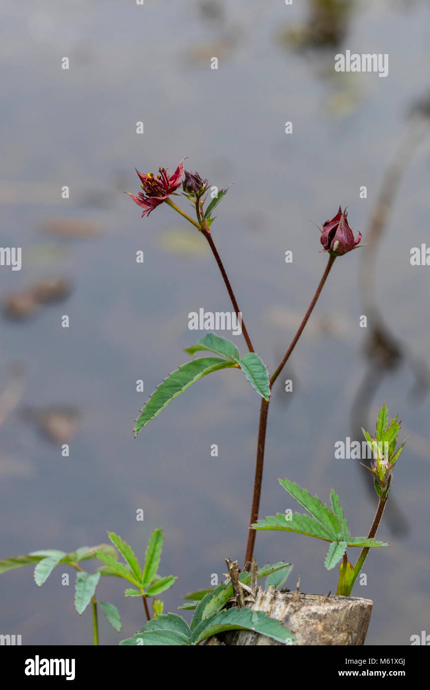 Flor nacional de dinamarca fotografías e imágenes de alta resolución - Alamy