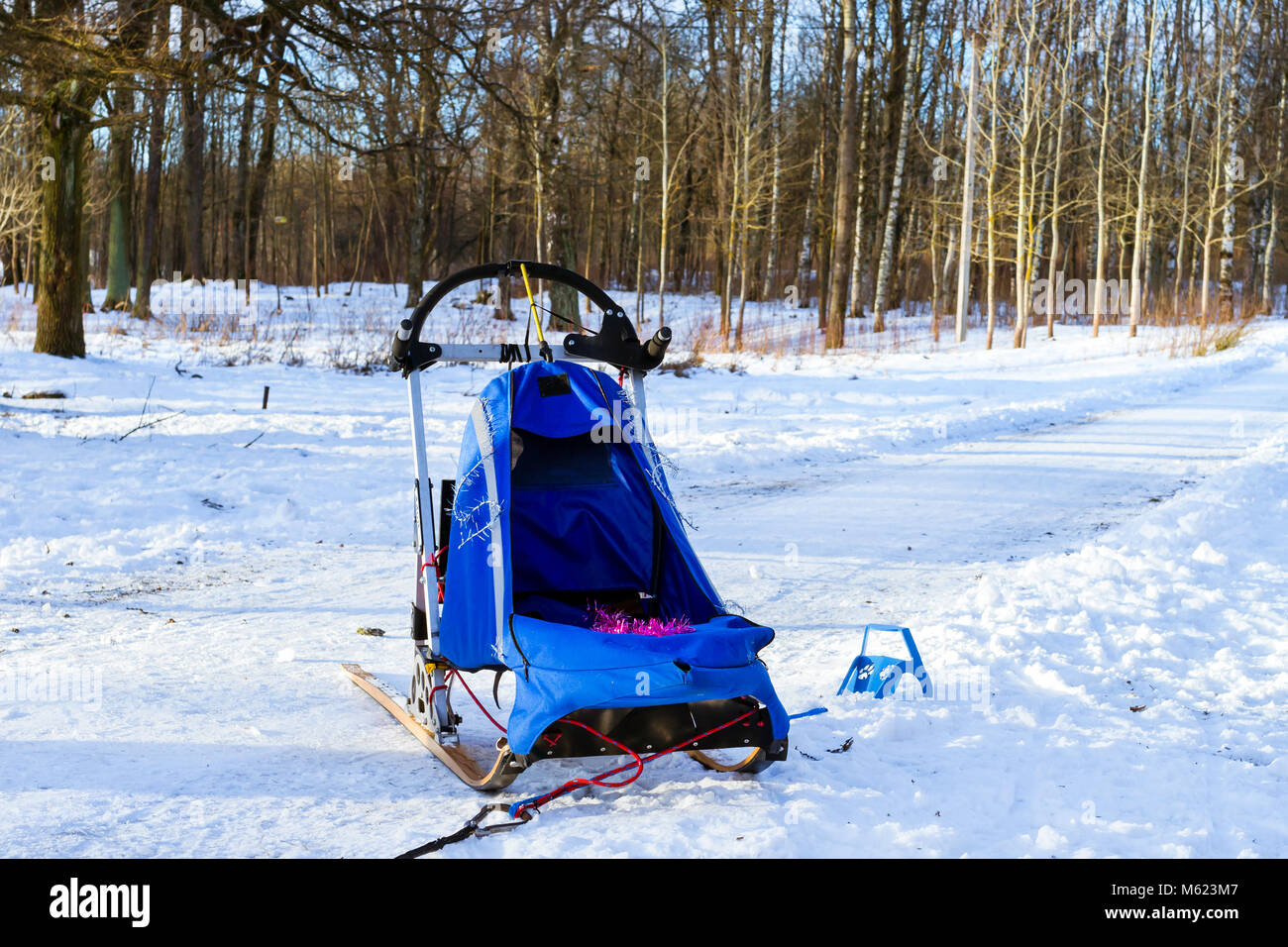 Deportes en trineos de perros de trineo con esquís. Deportes para carreras de trineos de animales en el arnés en el Parque nevado de invierno Foto de stock