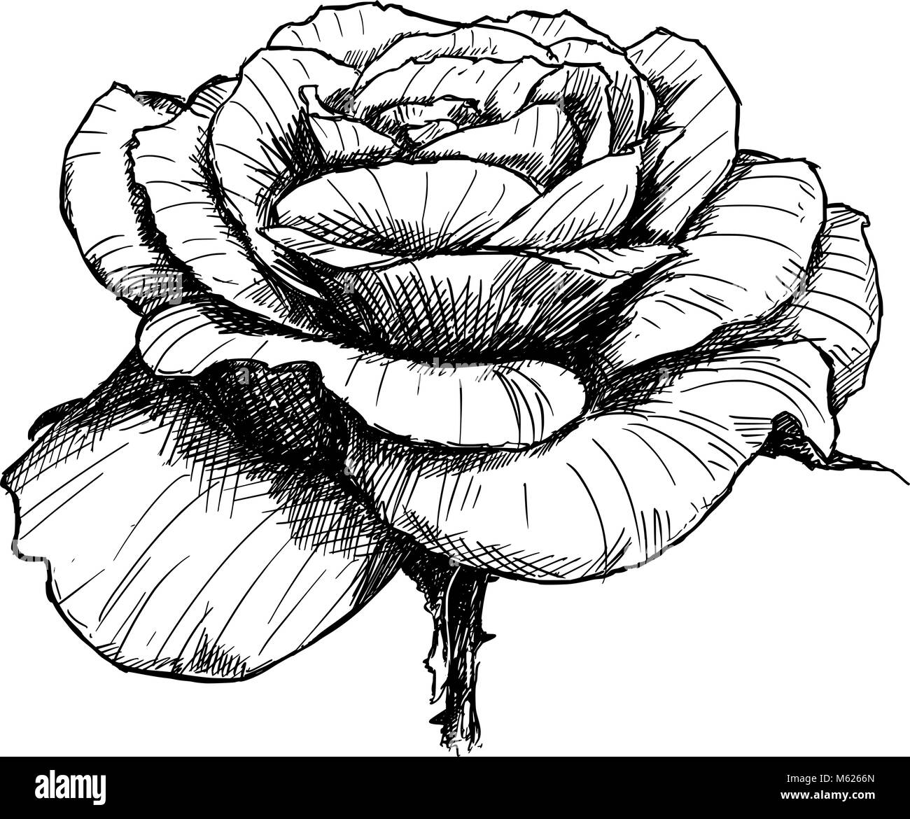 Dibujo a mano alzada, vector de flor en flor rosa Imagen Vector de stock -  Alamy