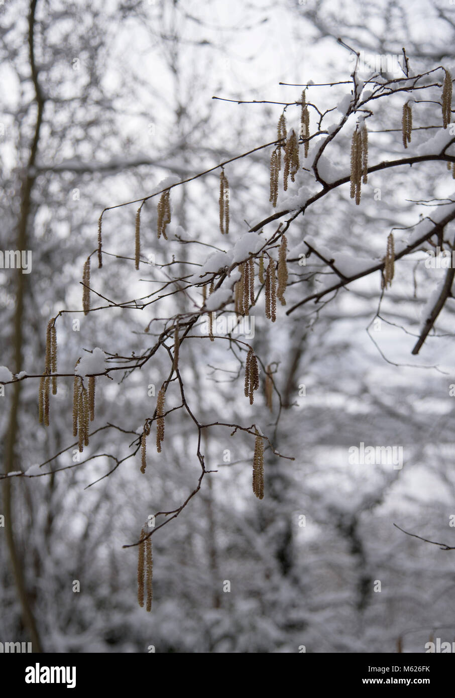 La nieve cubre la aldea de Eccles en Bluebell Hill en Kent Foto de stock