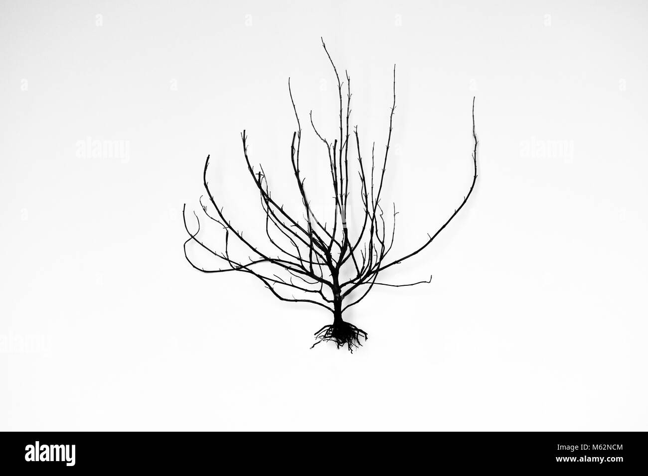 Resumen Arbol Deshojado Muerta Contra Fondos Neutros Fotografia De Stock Alamy