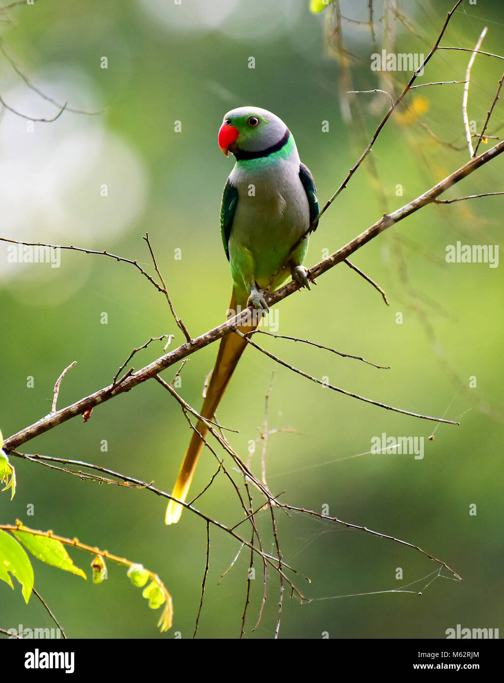 Un pájaro verde en verde bosque Foto de stock