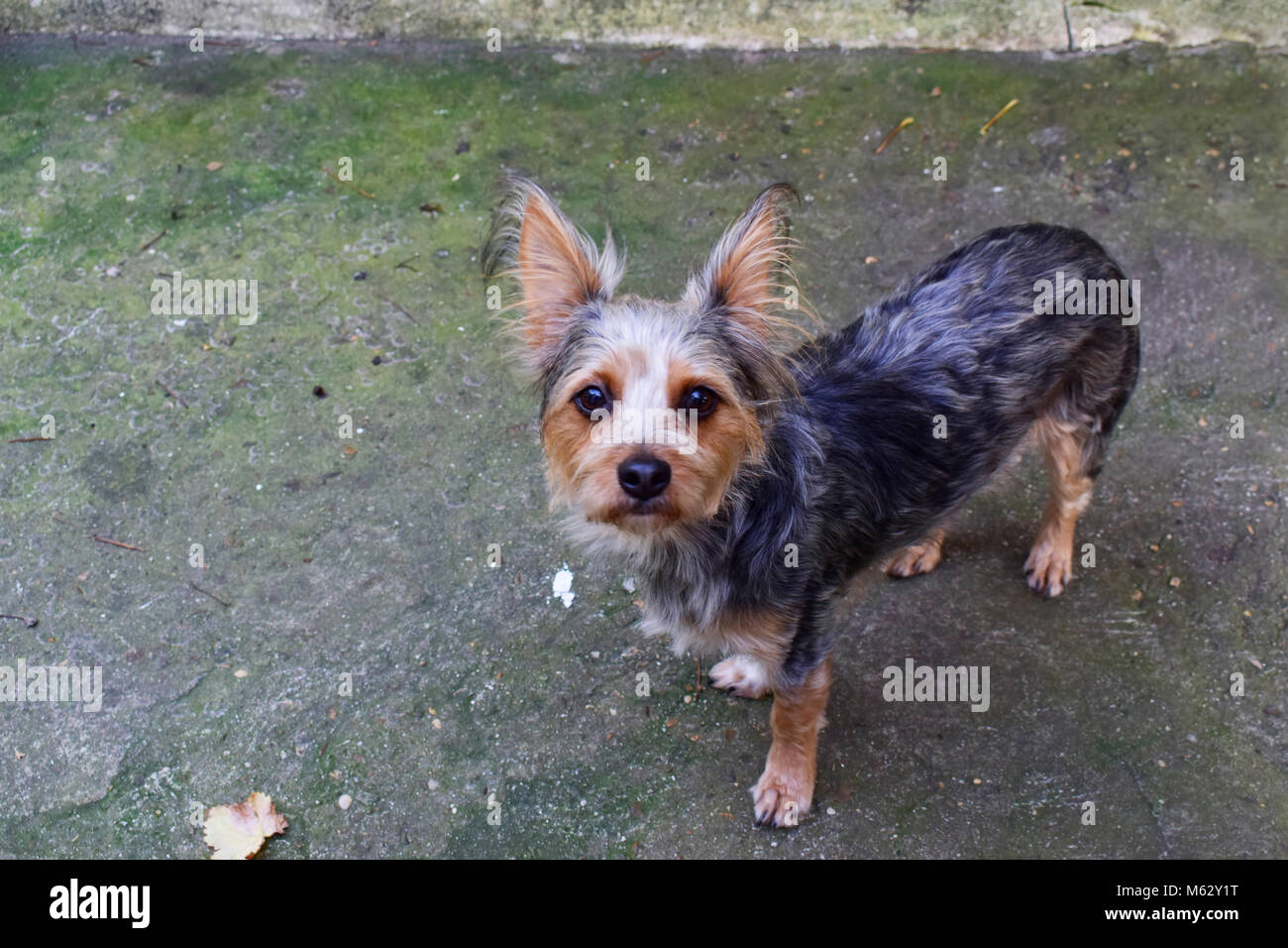 Chihuahua yorkshire terrier dog fotografías e imágenes de alta resolución -  Alamy