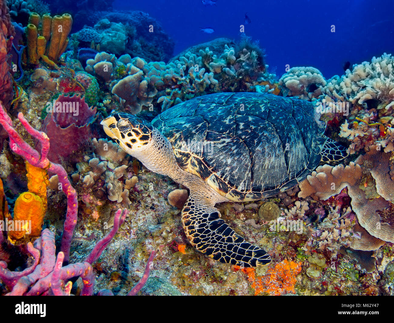 La tortuga carey descansando sobre coloridos arrecifes de coral con esponjas y agua azul. Foto de stock