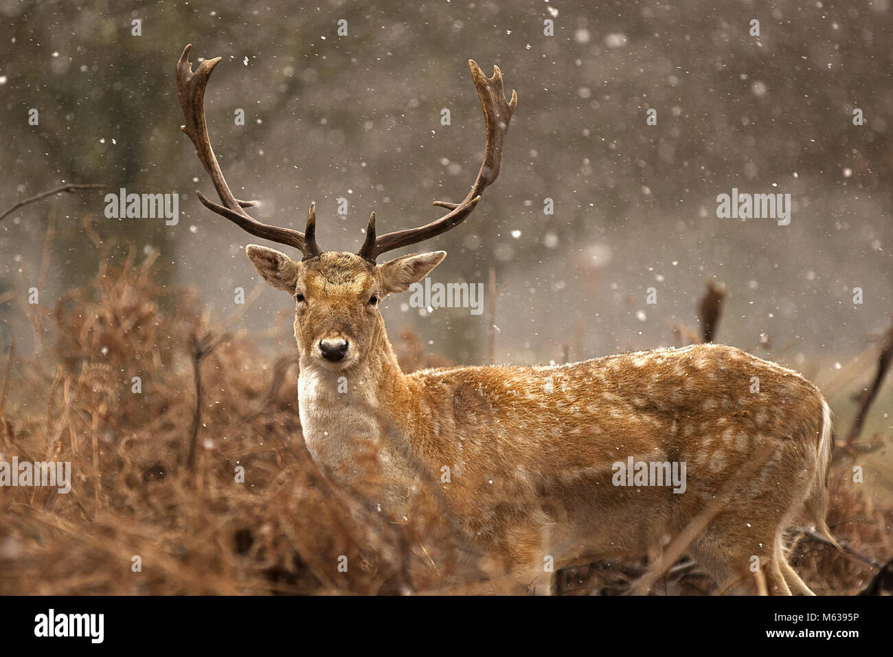 Gamo bajo la nieve Foto de stock