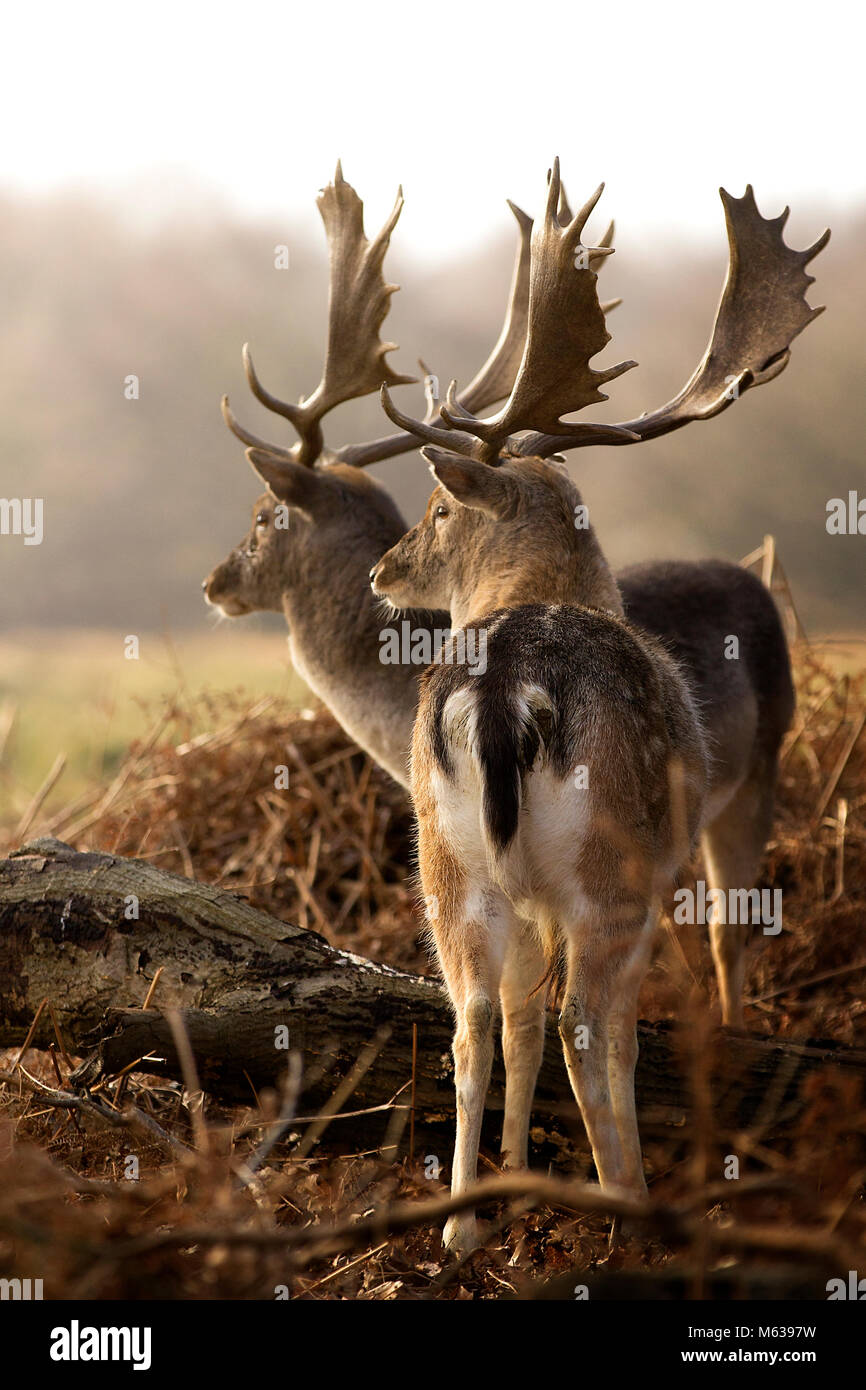 Gamo Foto de stock