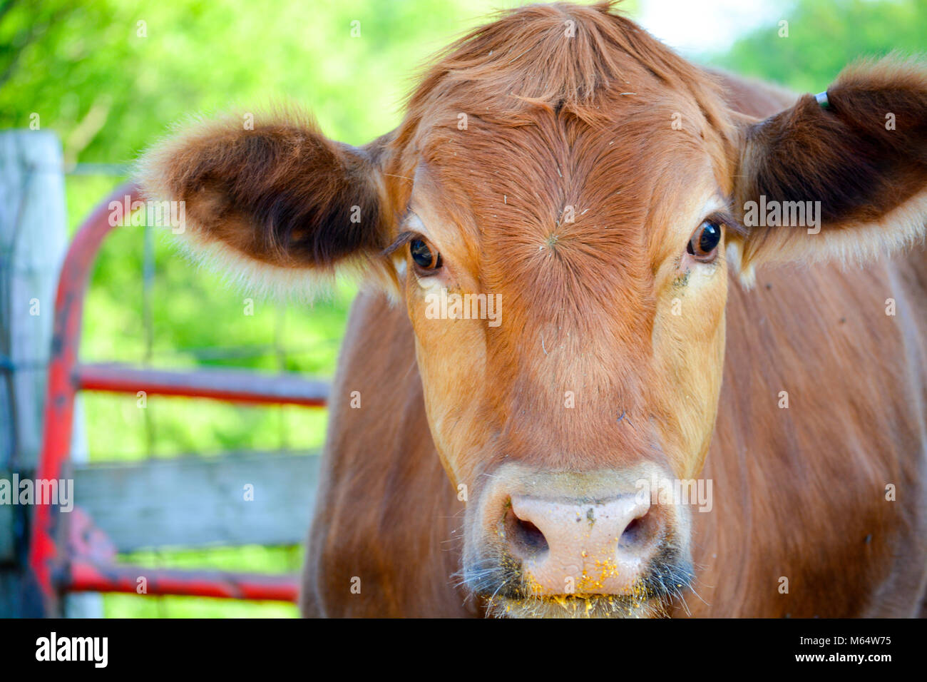 Frente a una vaquilla en una granja en Iowa rural Foto de stock
