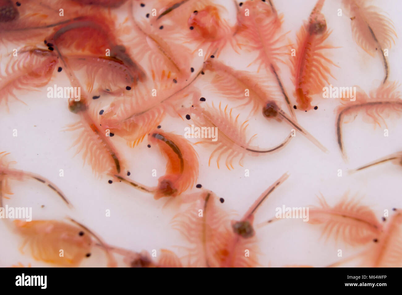 La Artemia (Artemia salina, Mar-mono) sobre fondo blanco Fotografía de  stock - Alamy