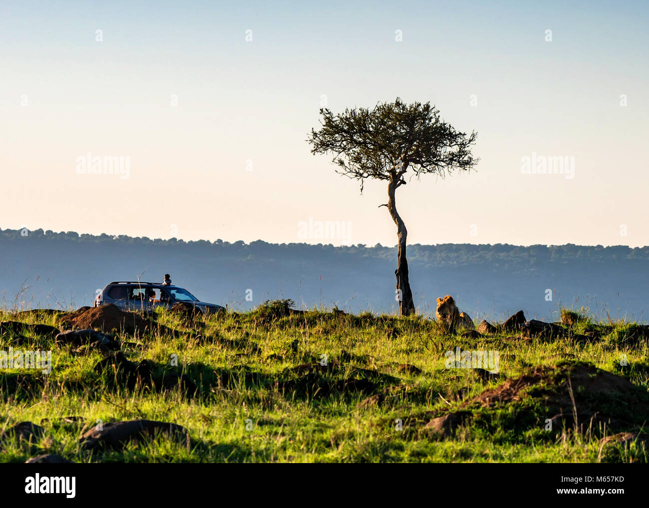 Vista de Safari con el camión y un león en Kenya Foto de stock