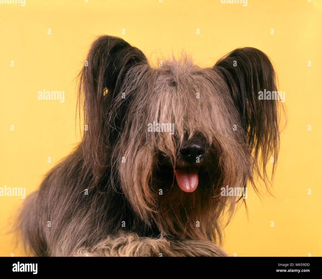 1970 SHAGGY perro terrier pelo muy largo vertical fuera la lengua - kd2172  HAR001 HARS DESPEINADA Fotografía de stock - Alamy