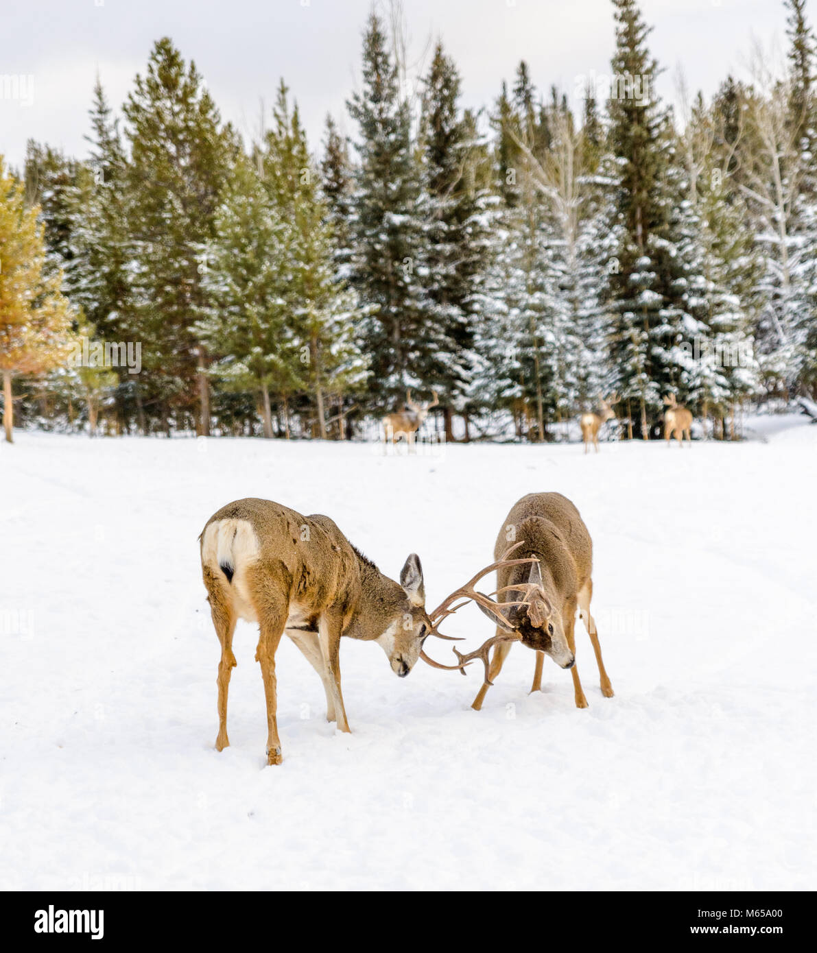 Elks siendo juguetones en Yukón Reserva de Fauna, Yukon, Canadá Foto de stock