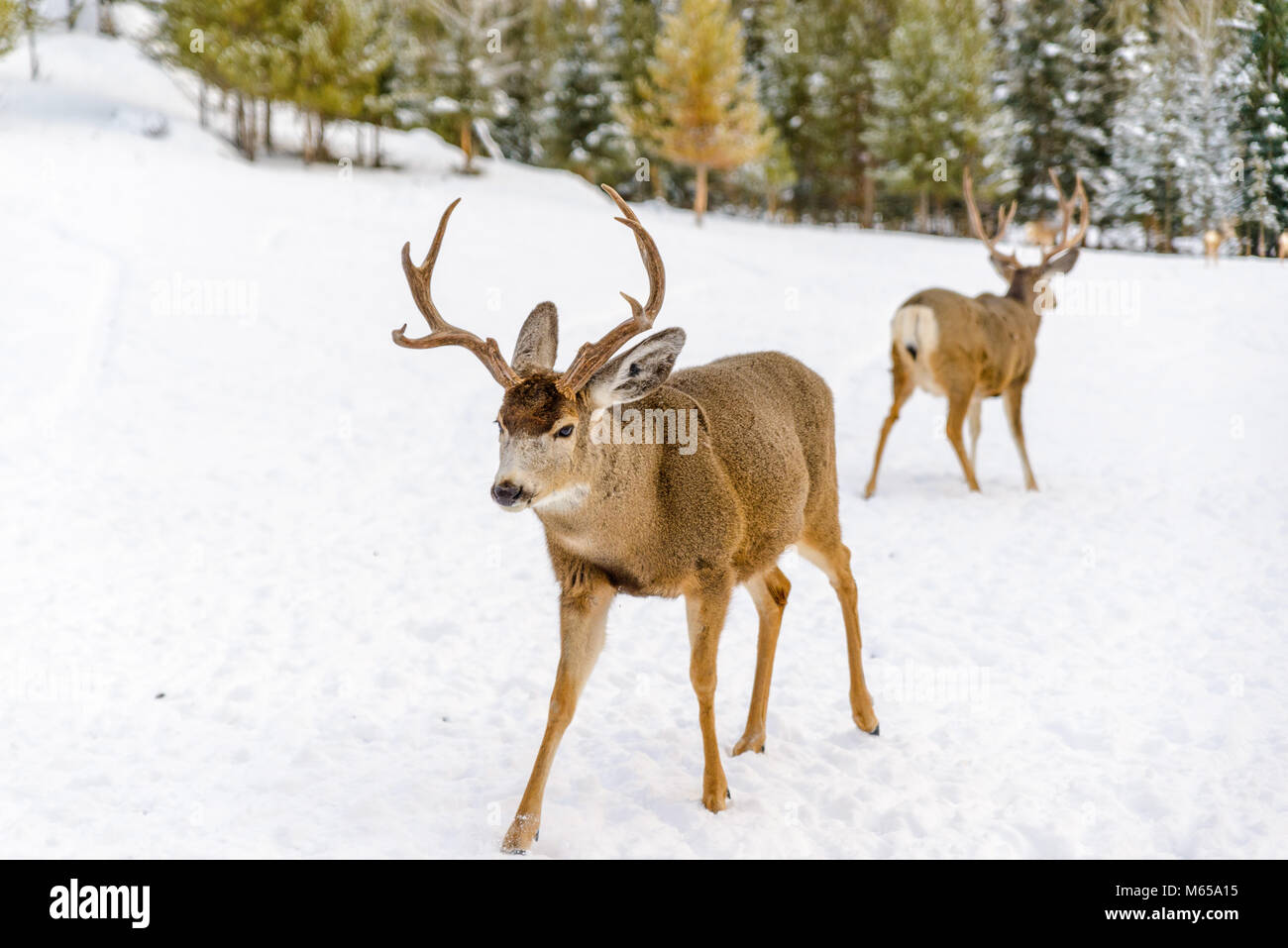 Elks en Yukón Reserva de Fauna, Yukon, Canadá Foto de stock