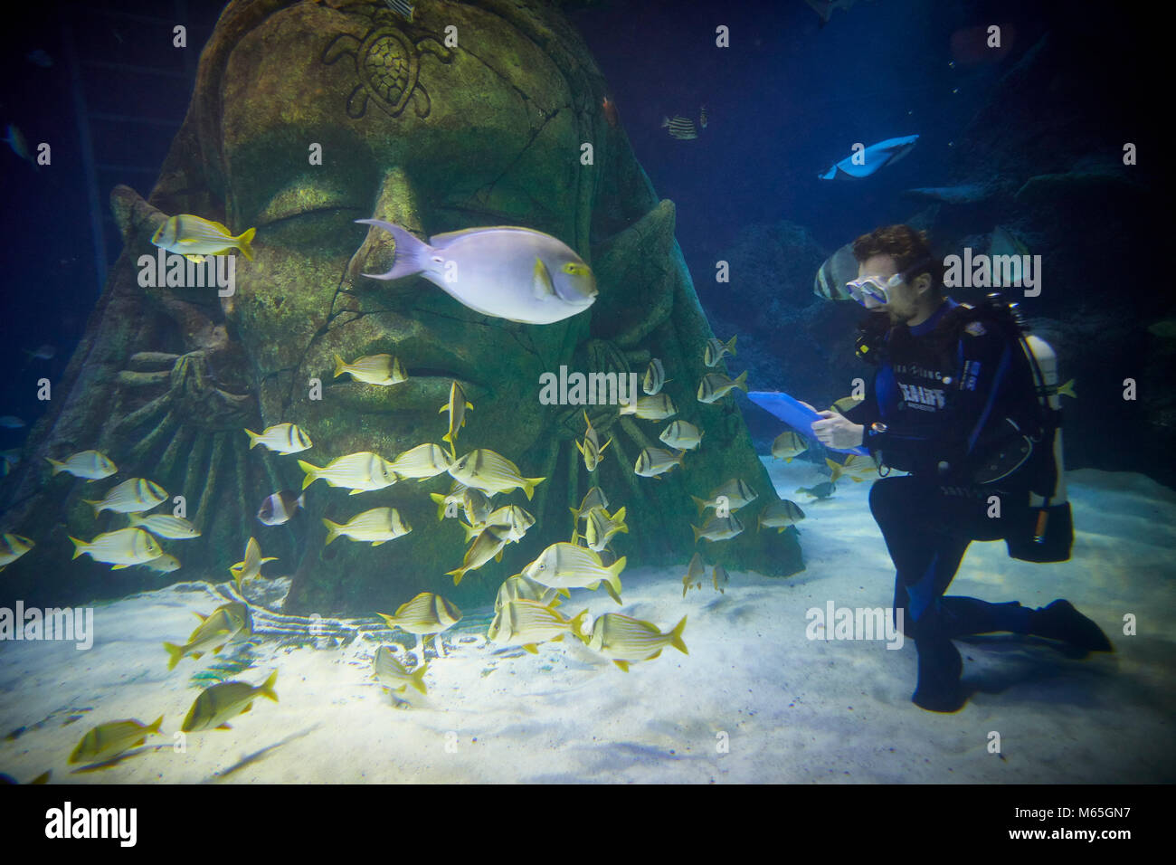 El Sealife en el Trafford Centre haciendo su inventario anual, diver se Payne Foto de stock