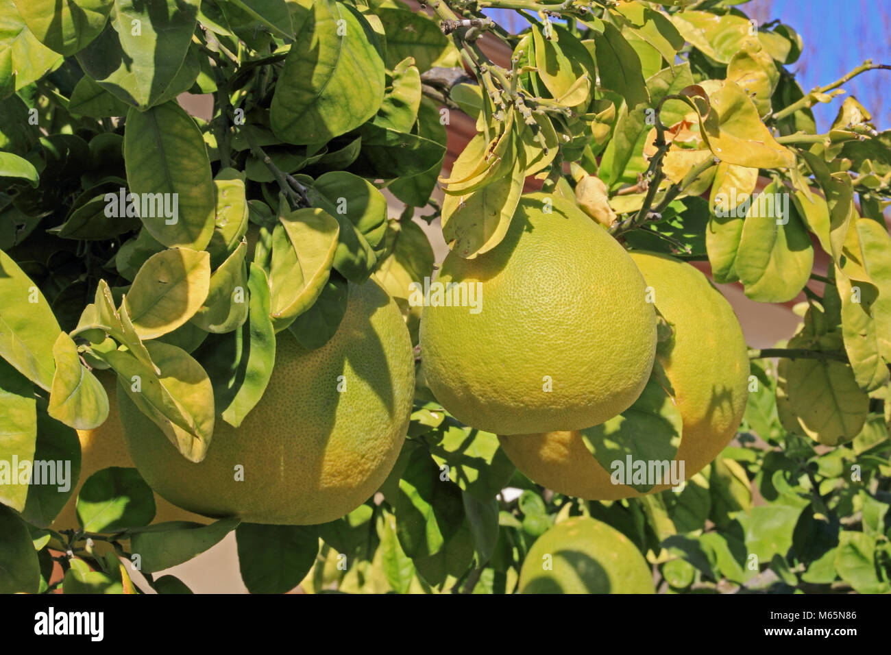 árbol frutal de pomelo fotografías e imágenes de alta resolución Alamy