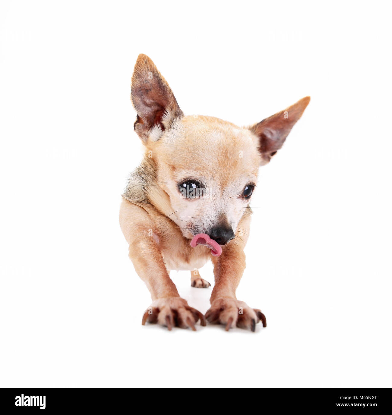 Foto de un gran angular goofy chihuahua estirar sus piernas y patas con su lengua colgante foto de estudio sobre un fondo blanco aislado Foto de stock