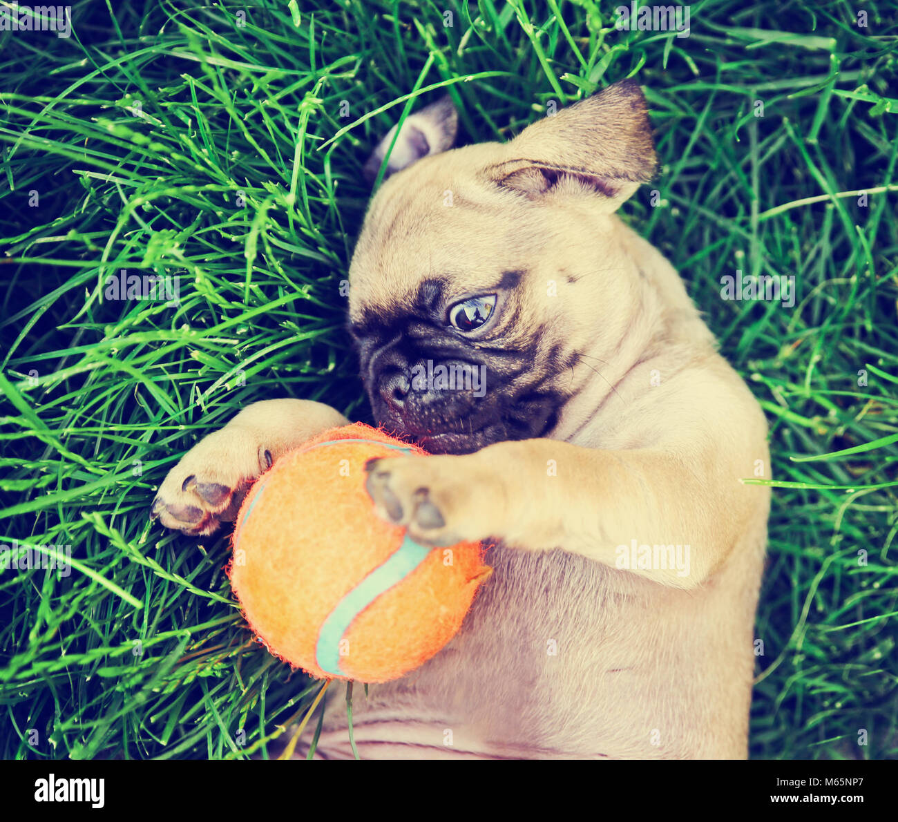 Bebe Pug Fotos E Imagenes De Stock Alamy