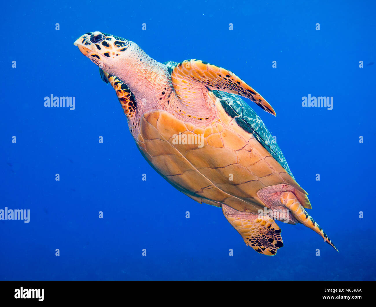 La tortuga carey natación con agua azul de fondo. Foto de stock