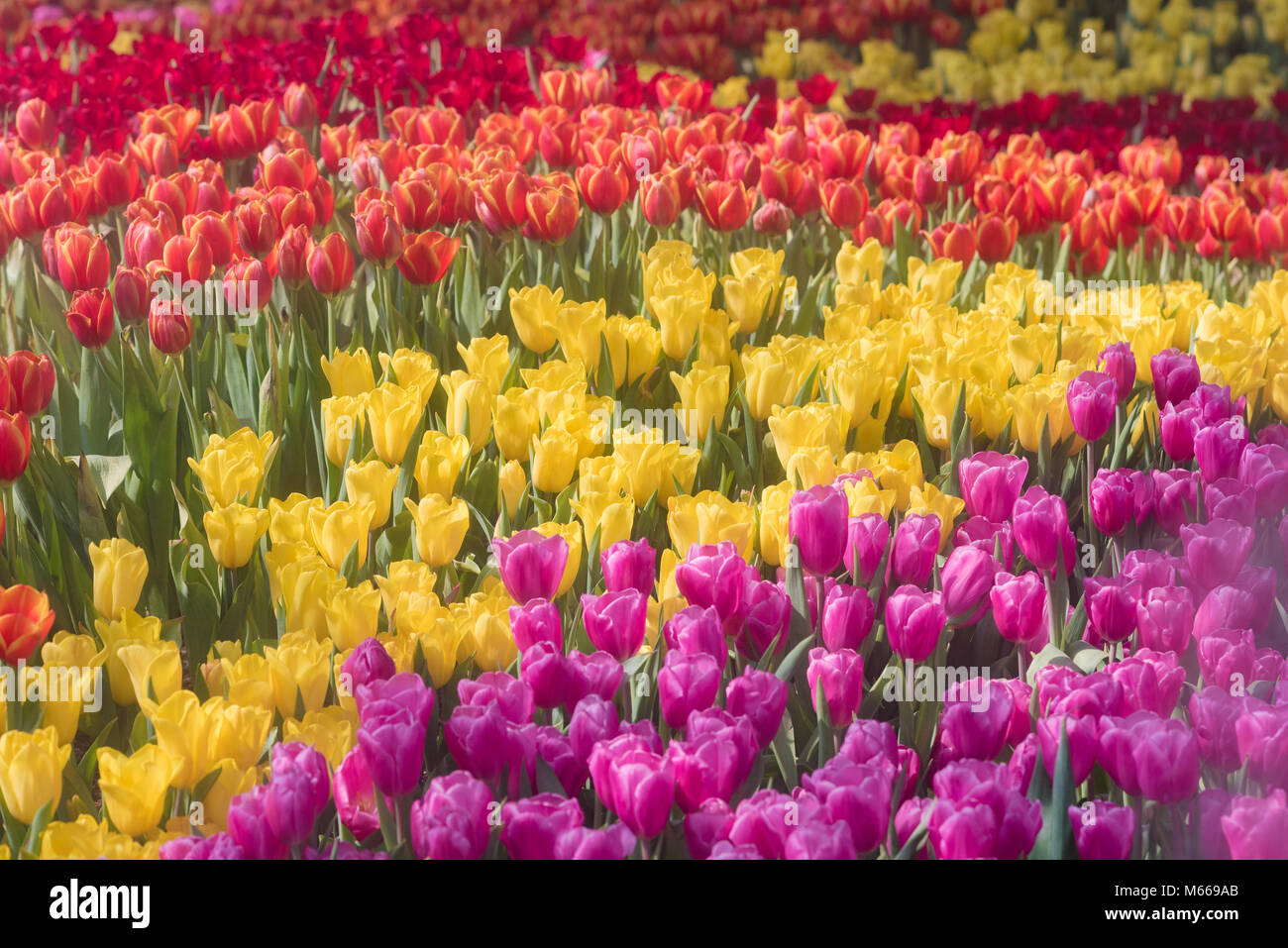 Jardín de tulipanes naturales fotografías e imágenes de alta resolución -  Alamy