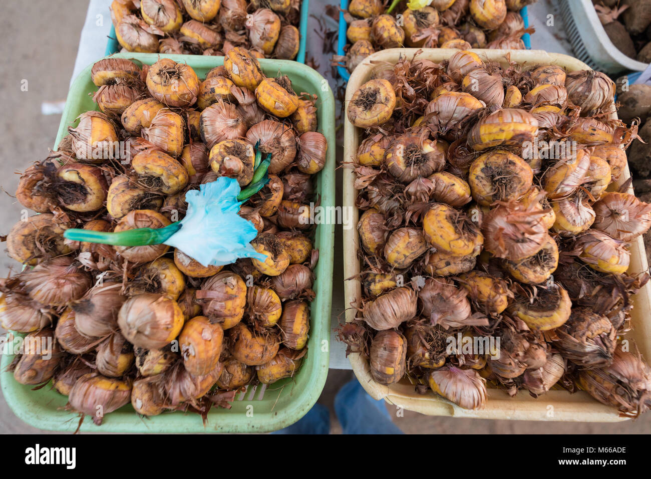 Bulbos de gladiolos fotografías e imágenes de alta resolución - Alamy