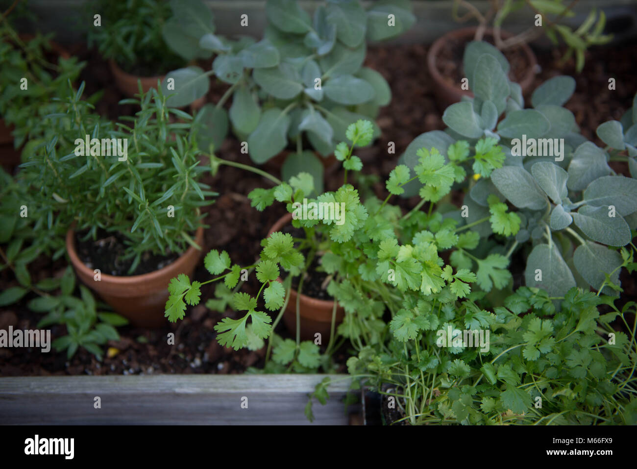 Las hierbas que crecen en macetas en un jardín. Foto de stock