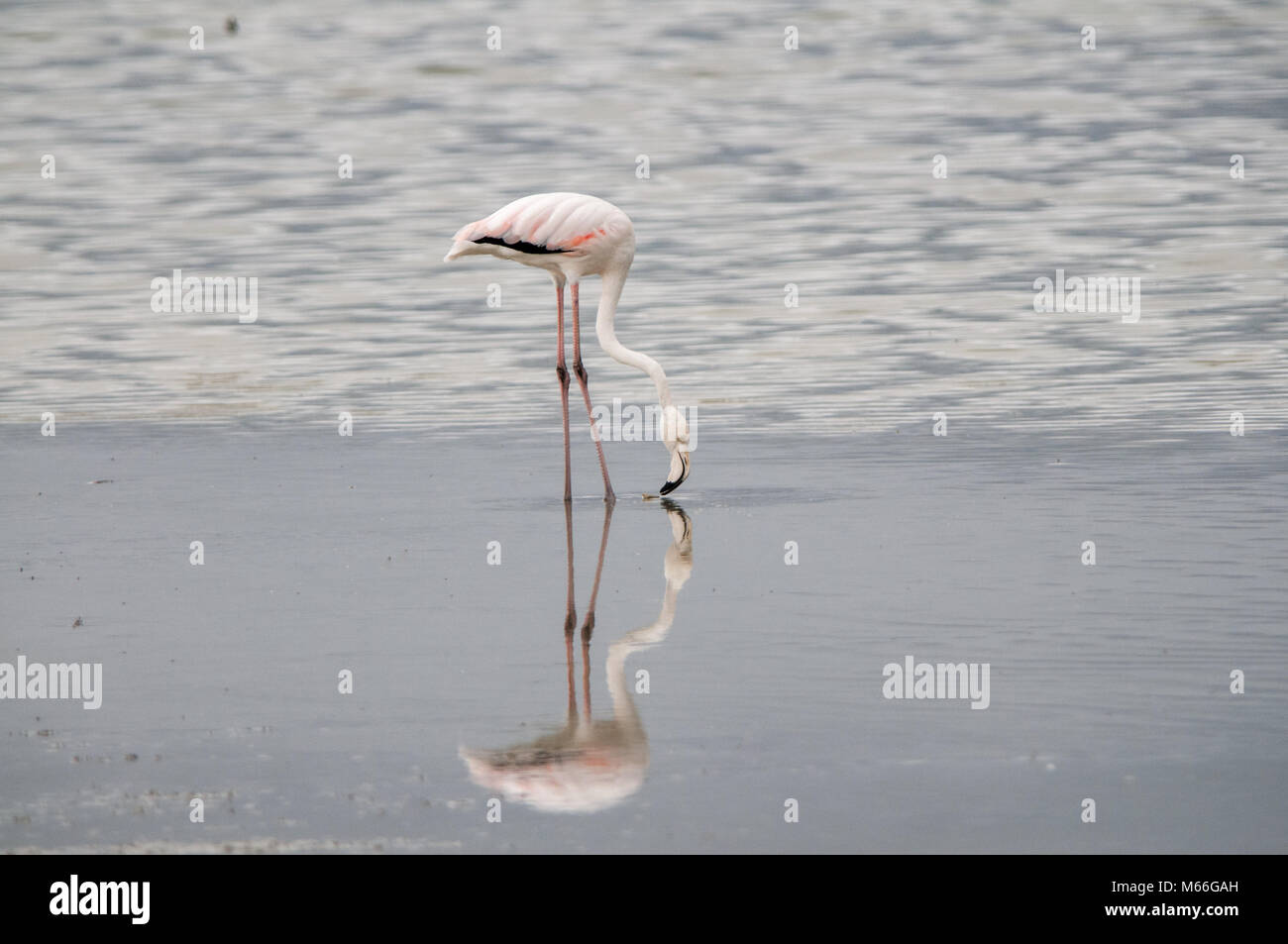 Flamingo (Phoenicopterus roseus) de pie en el océano, Cabo Occidental, Sudáfrica Foto de stock