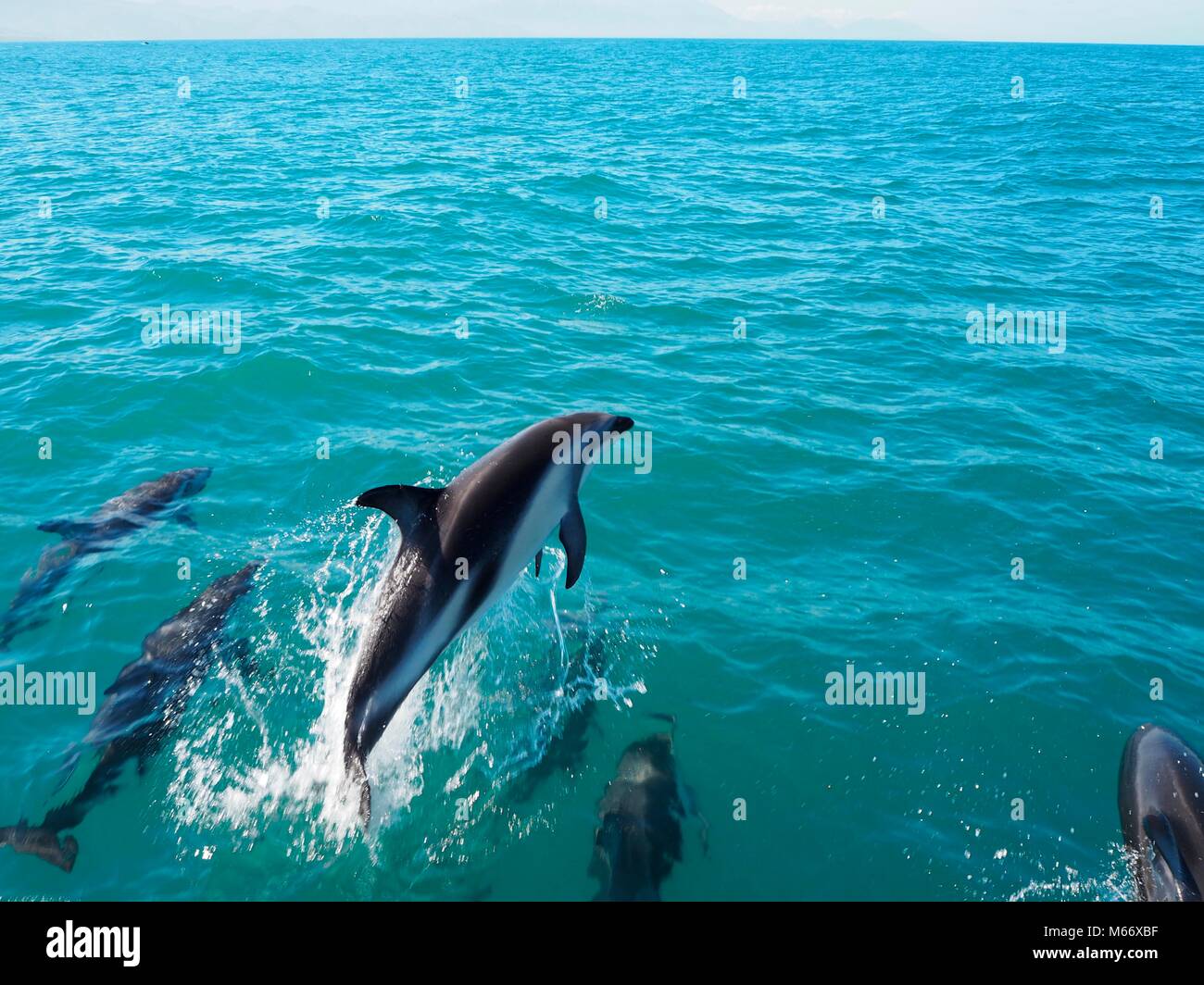 Nadar en un pod de quinientos delfines en la costa de Kaikoura, en Nueva Zelanda. Hermosas criaturas que tuvo tanta diversión saltando alrededor del barco. Foto de stock