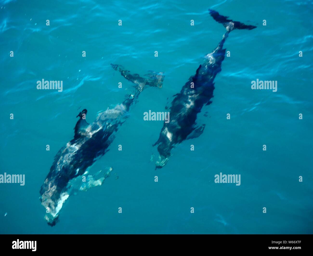 Nadar en un pod de quinientos delfines en la costa de Kaikoura, en Nueva Zelanda. Hermosas criaturas que tuvo tanta diversión saltando alrededor del barco. Foto de stock
