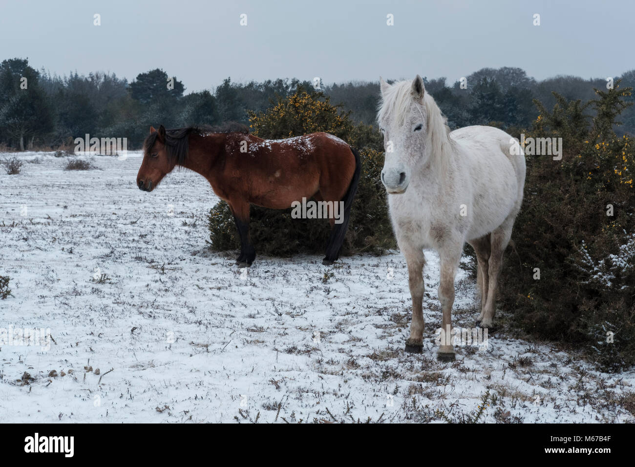 Nuevo bosque. 1 de Mar, 2018. El clima del Reino Unido: Primer día de la primavera en el bosque Nuevo Hampshire con nieve de la bestia del oriente. Crédito: © Paul Chambers / Alamy Stock Photo/Alamy Live News Foto de stock